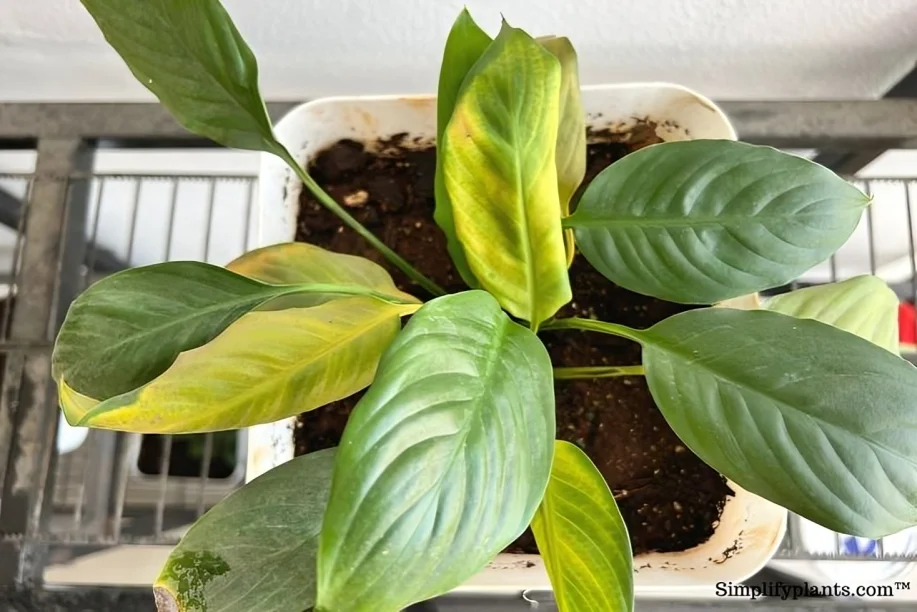 Peace Lily Brown Leaves