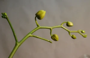 Flowers Falling Off Orchid Plant