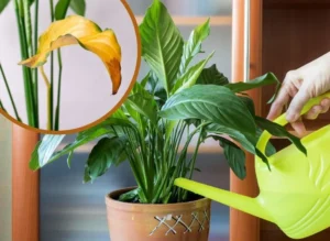 Why Is My Peace Lily Turning Yellow?