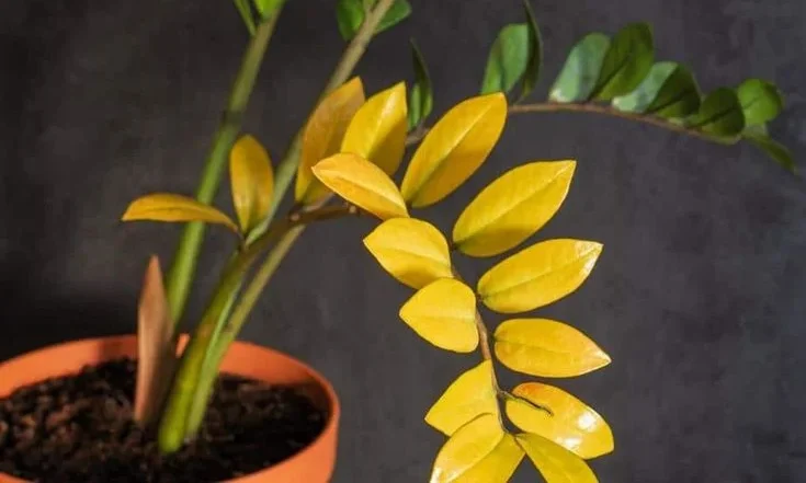 ZZ Plant Leaves Turning Yellow