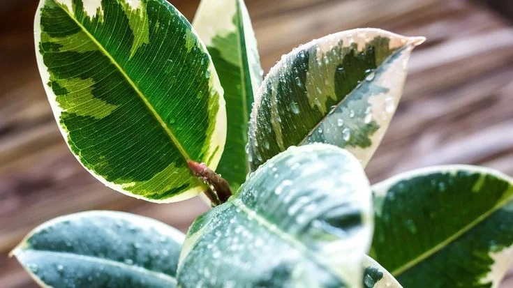 Natural Leaf Shedding and Rubber Plant Leaf Drop