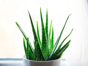 looking after an aloe vera plant