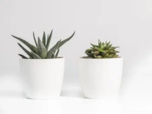 different types of aloe vera