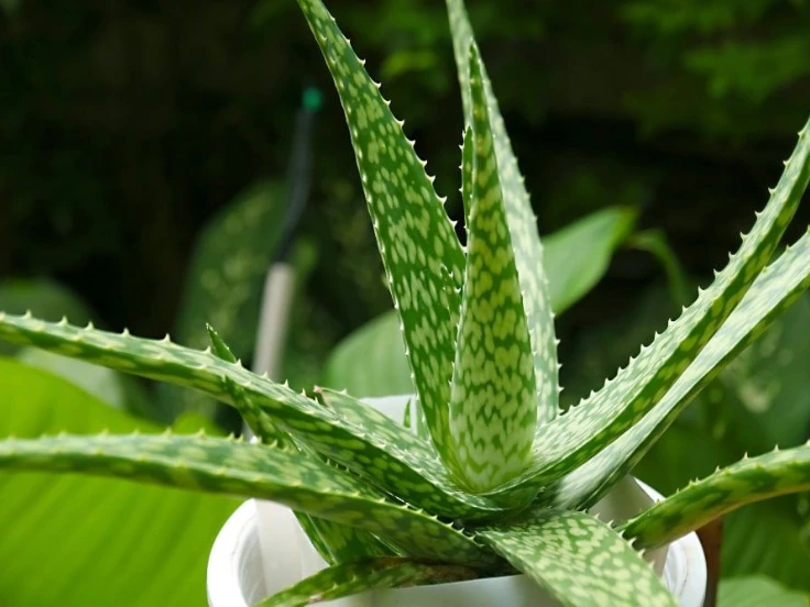 aloe types with pictures