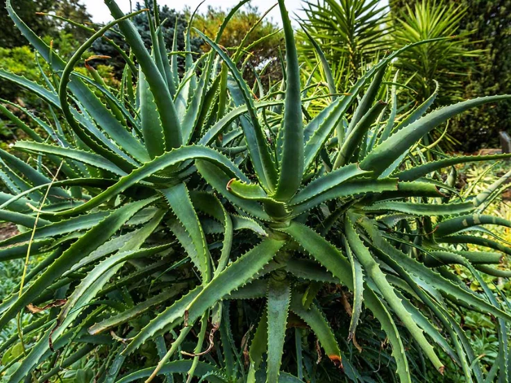 large aloe vera plant
