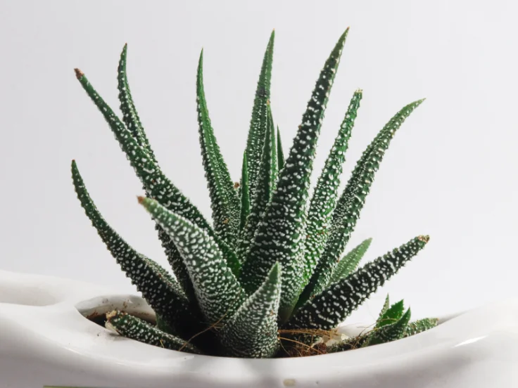 is a aloe vera plant a cactus