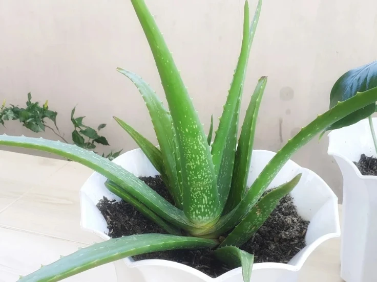 aloe vera plant fertilizer