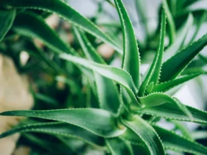 variety of aloe vera plant