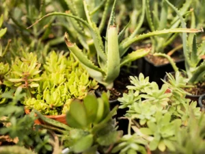 different species of aloe vera