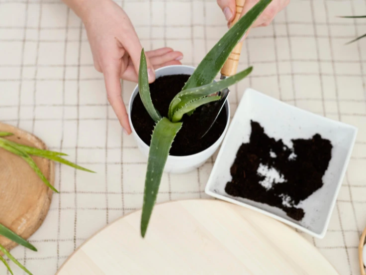 how to revive aloe vera plant