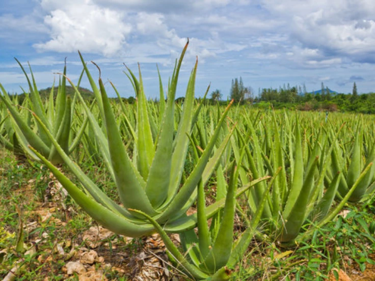 aloe vera plant harvest