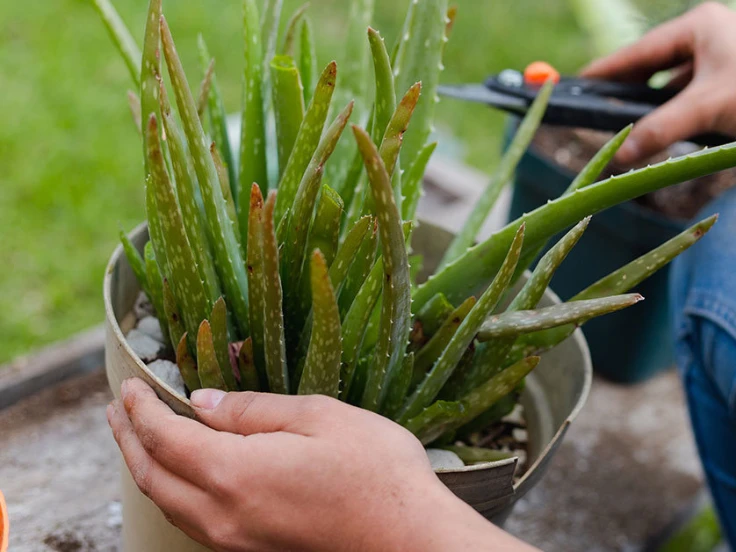 how to save an aloe vera plant
