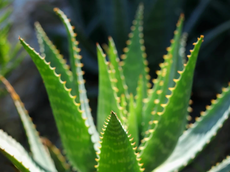 how much sun does an aloe plant need