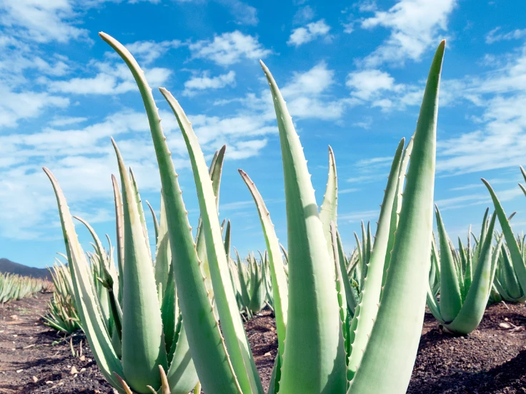 does aloe vera need sunlight
