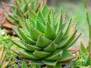 different types of aloe plants