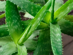 plants that look like aloe plants