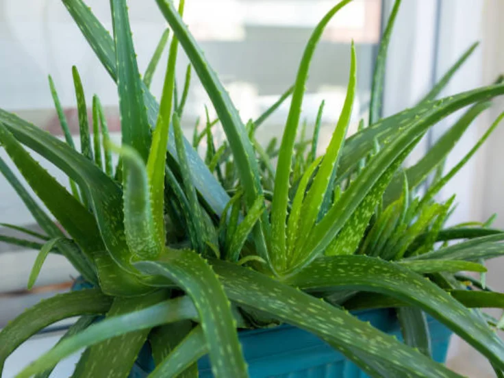 aloe vera in spanish