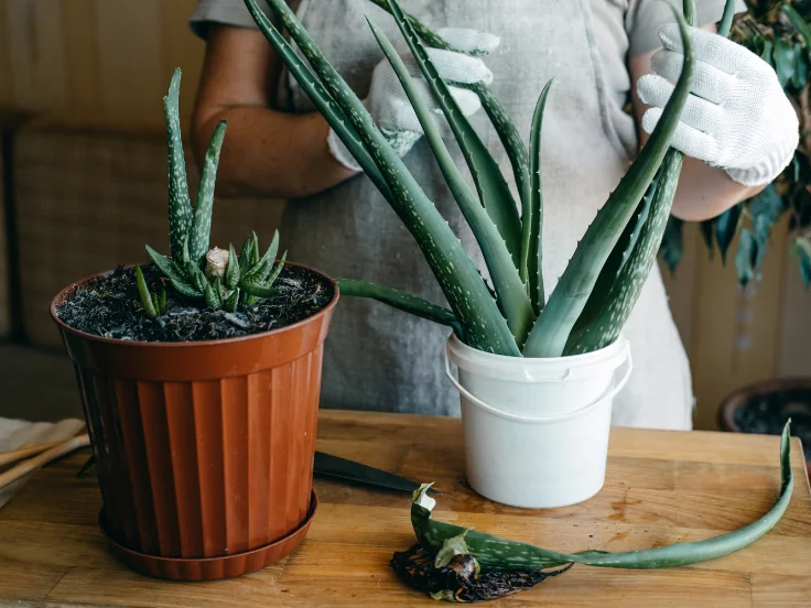 how to grow aloe vera