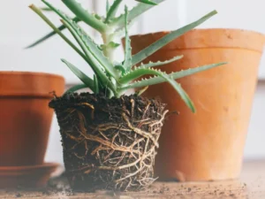 how do you transplant aloe vera plants