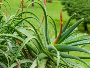 aloe vera plant blooming