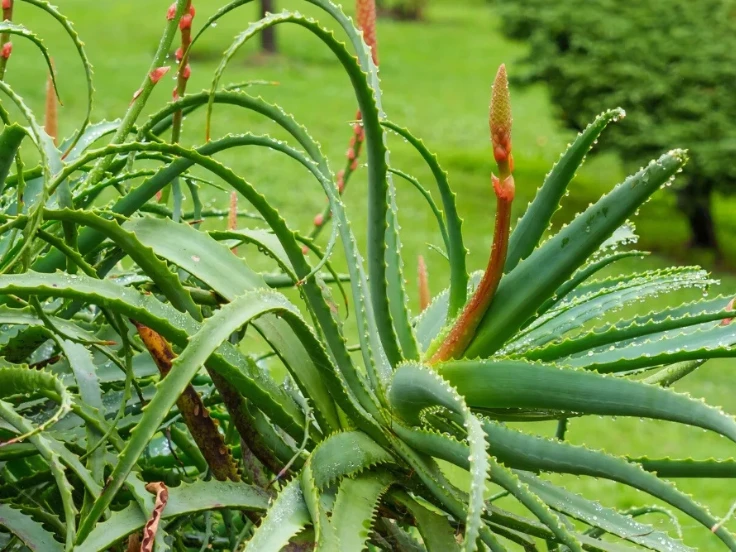 aloe vera plant blooming