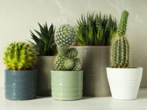 cactus or aloe vera