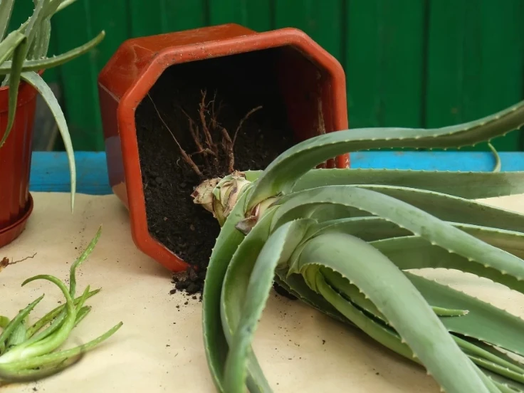 aloe vera plant dying
