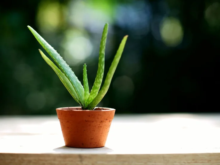 aloe vera plant care