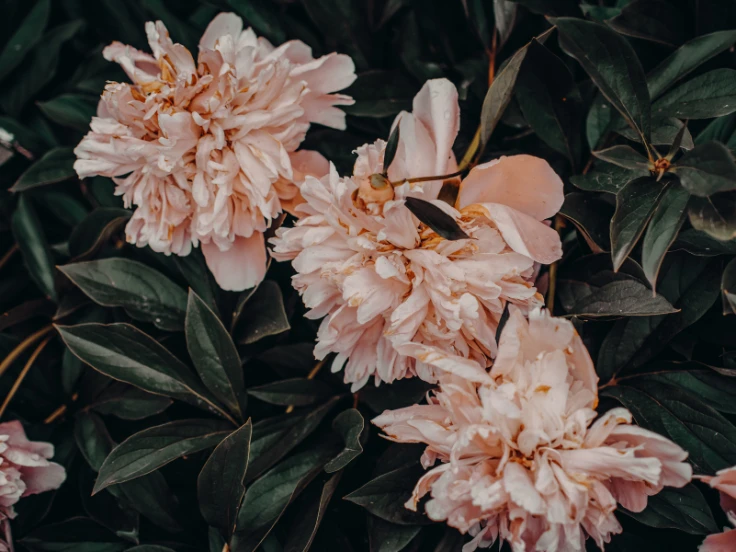 shade loving flowers and plants