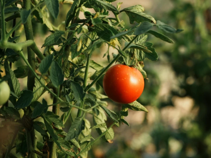 why are my tomato plants not flowering