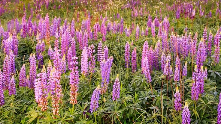 Purple Flowering Mint Plant