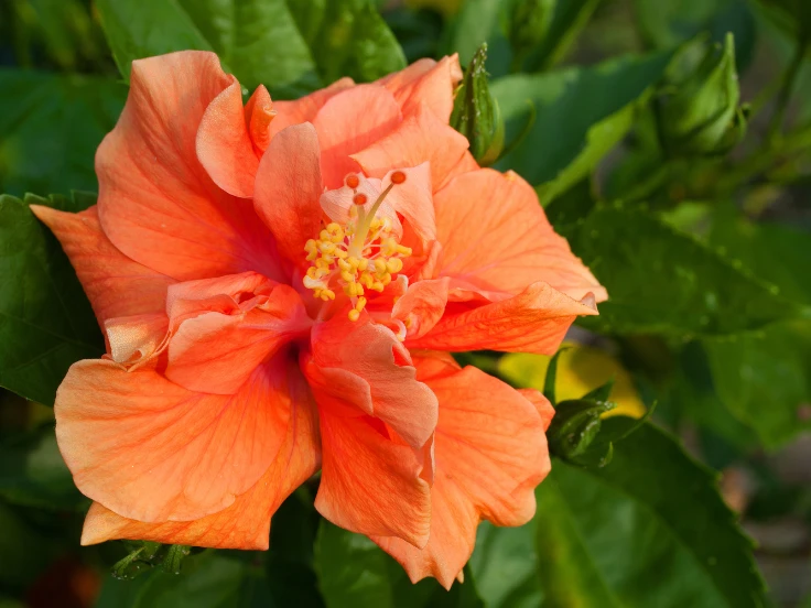 flowers with big blooms