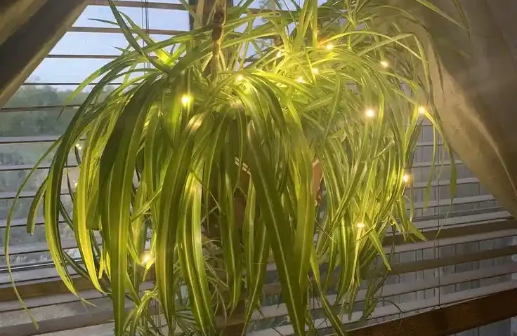 Do Spider Plants Need a Lot of Light? Care Guide