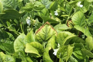 Slow Release Nitrogen Fertilizer: