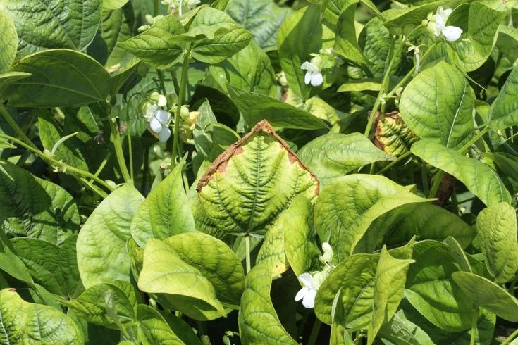 Slow Release Nitrogen Fertilizer:
