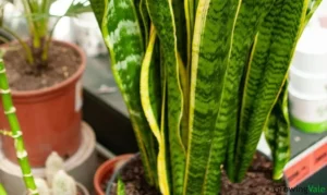 Fertilizer for Snake Plants: