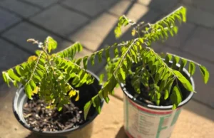 Fertilizer for Curry Leaf Plant: