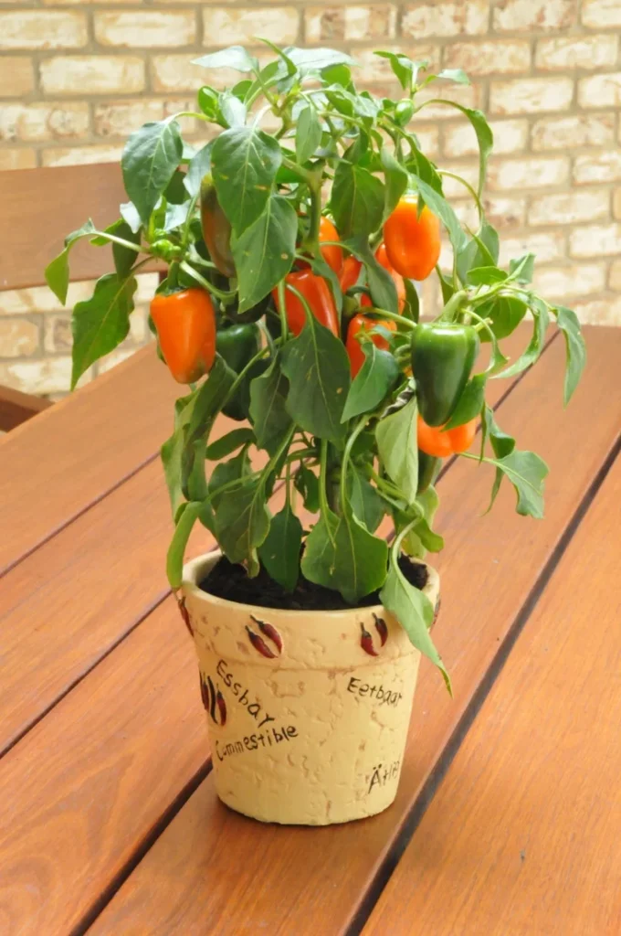 Growing Pepper Plants Indoors: