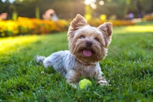 Pet Safe Lawn Fertilizer: