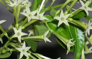 Night Blooming Jasmine Plant Care