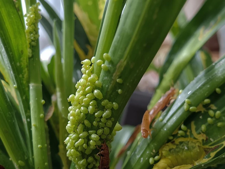 aphids on indoor plants