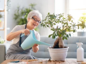 caring for a hydrangea plant indoors