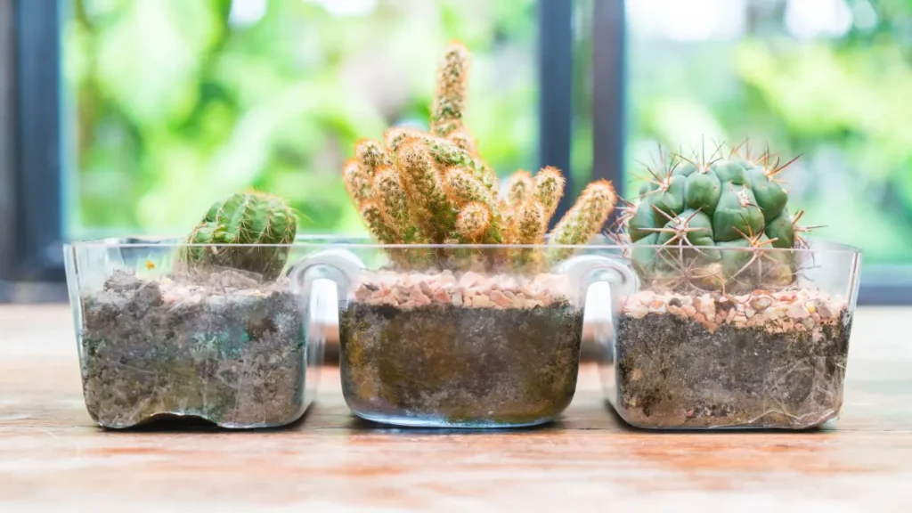 Cactus terrarium trio in glass containers