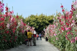 Plants with Tall Flowers