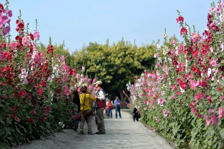 Plants with Tall Flowers