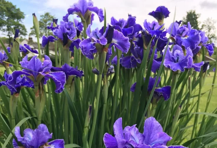 Iris Plant Fertilizer: