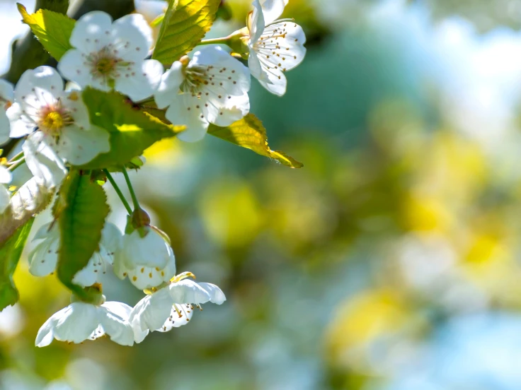 green plant with small white flowers