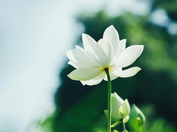 green plant with white flowers