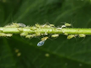 how to get rid of aphids on indoor plants