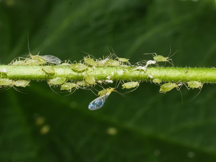 how to get rid of aphids on indoor plants